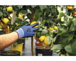 KINETIXX Tuinhandschoen X-Garden L Blauw 2 St -Goedkope Hornbach winkel DV 8 10581118 03 4c DE 20220713161759